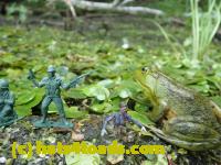 /home//u458753944/public_html/sourcegallery//Frogs/Bullfrogs 2016-08 Ontario/P8120045.JPG